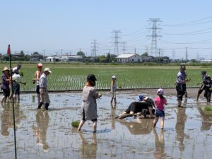 田植え体験